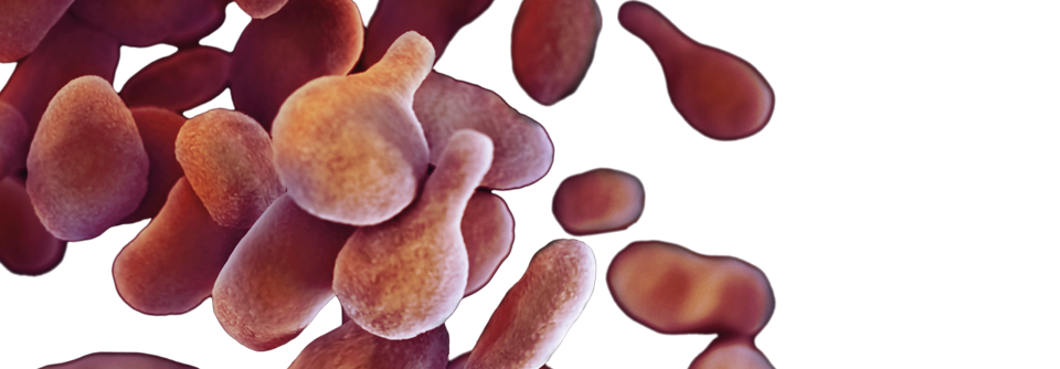 Mycoplasma genitalium besitzt keine Zellwand und spricht daher z.B. nicht auf Betalaktamantibiotika an.
