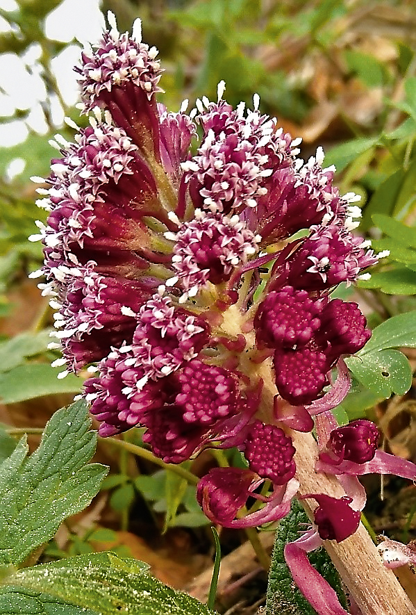 Abb. 1: Die Pestwurz