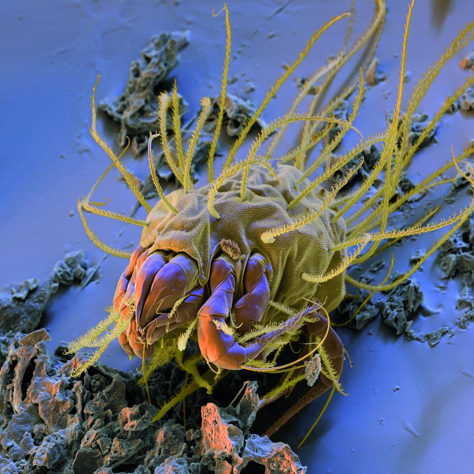 Die Pflaumenmilbe Lepidoglyphus destructor ernährt sich u.a. von Mehl und Reis.
