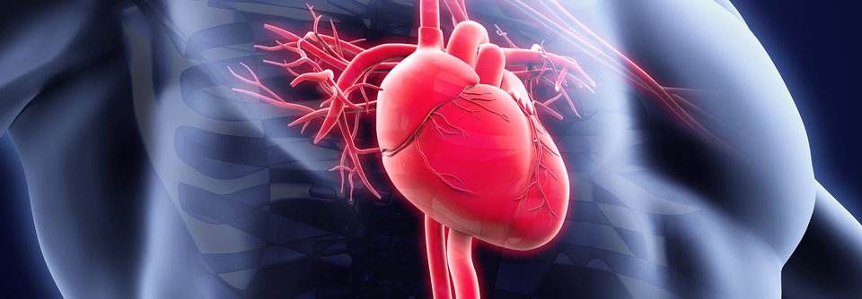 Lipoprotein könnte deutlicher mit der Aortenstenose assoziiert sein, als LDL-Cholesterin.